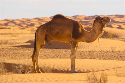 Desert Camel Blaze